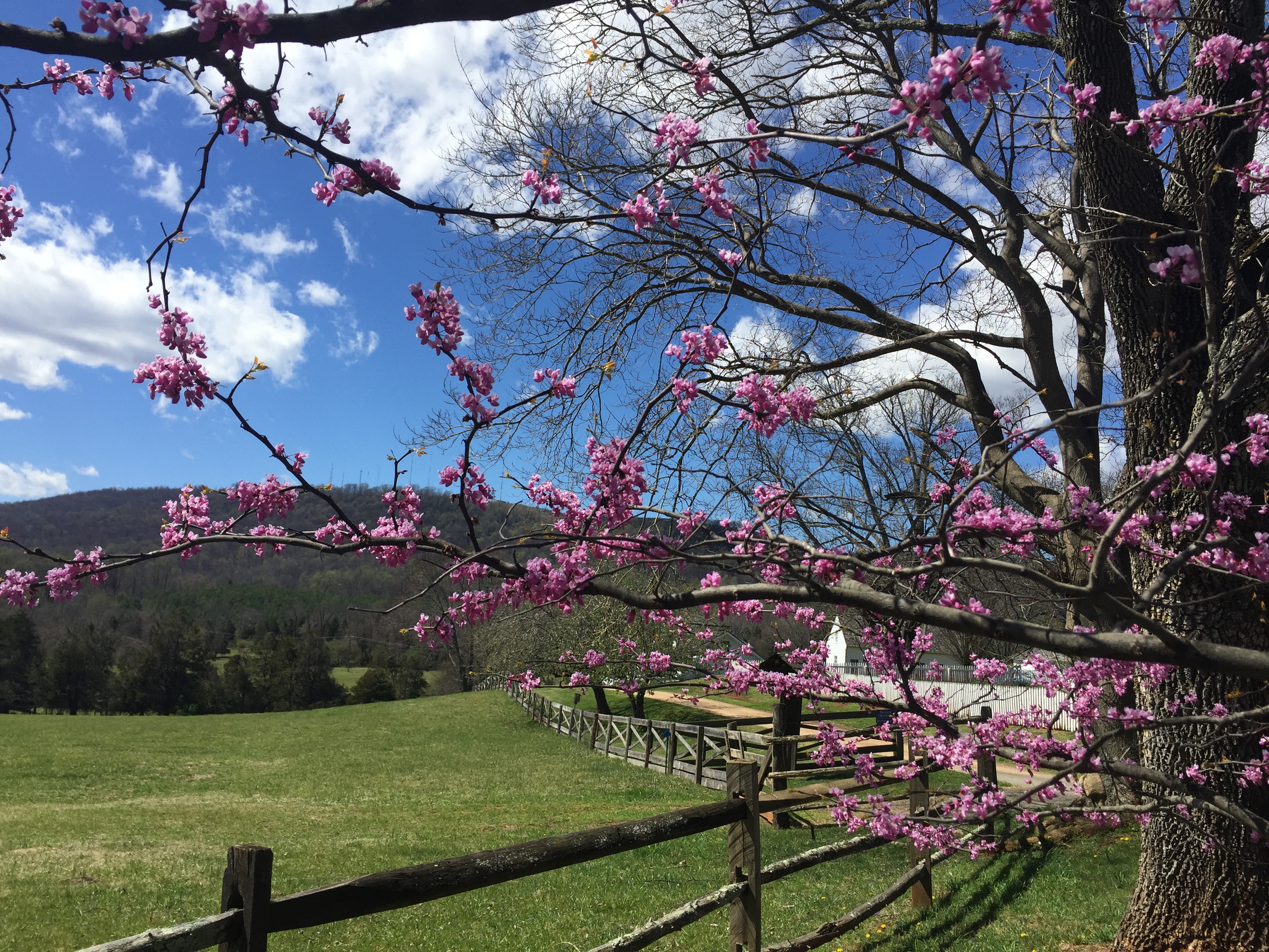 redbud blossoms and pasture
