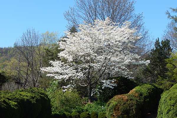 dogwood tree in bloom