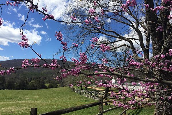 redbud tree in bloom with pasture