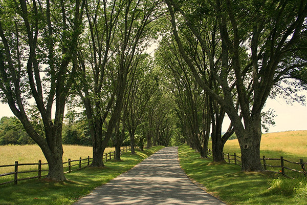 Driveway lined with ash trees