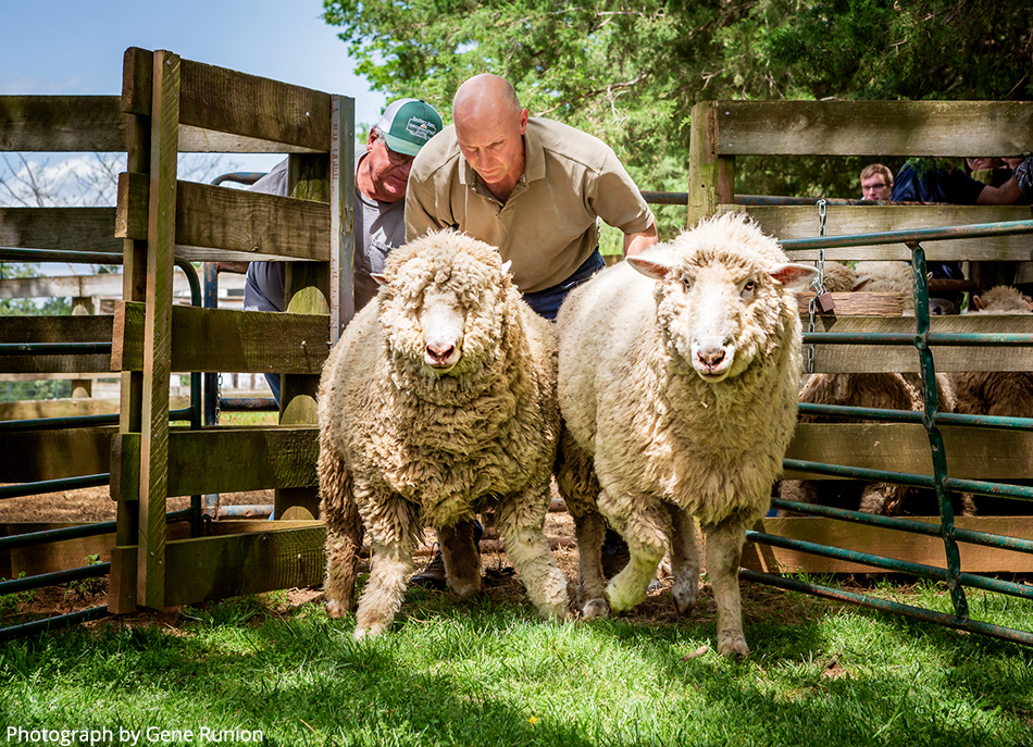 Sheep Shearing