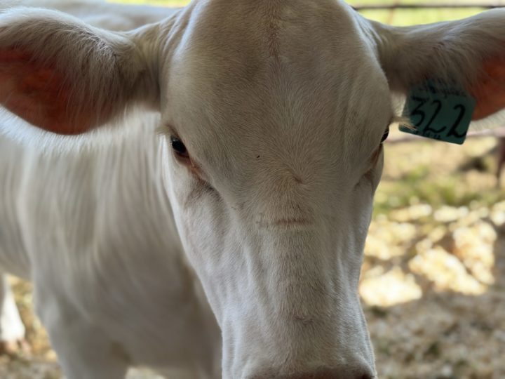 The Albemarle County Fair at Highland August 13, 2024 Highland