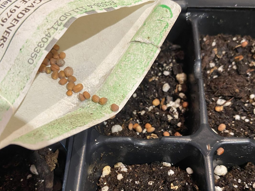 Flyer-1_Seed-Saving_horizontal-scaled-e1764388942517